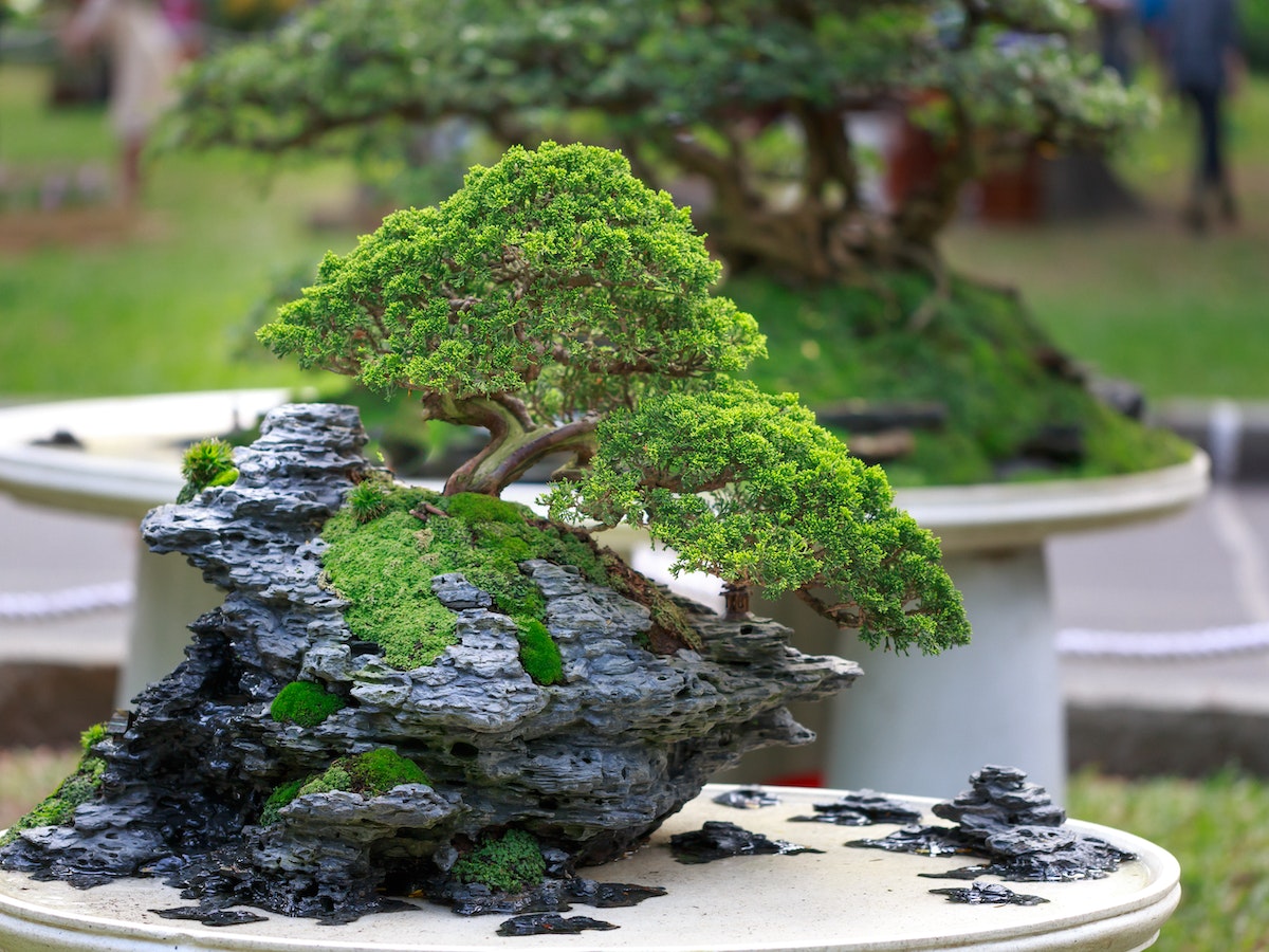 Why Is Your Bonsai Tree So Brittle 7 Common Reasons Indoor Green Guide