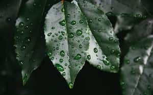 Plant Leaf With Rain Drops