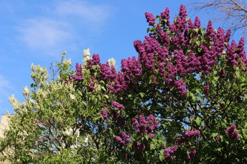 Lilacs Can You Grow Lilacs Indoors? Indoor Green Guide