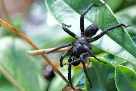 Plant With Spider