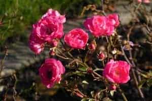 Miniature roses