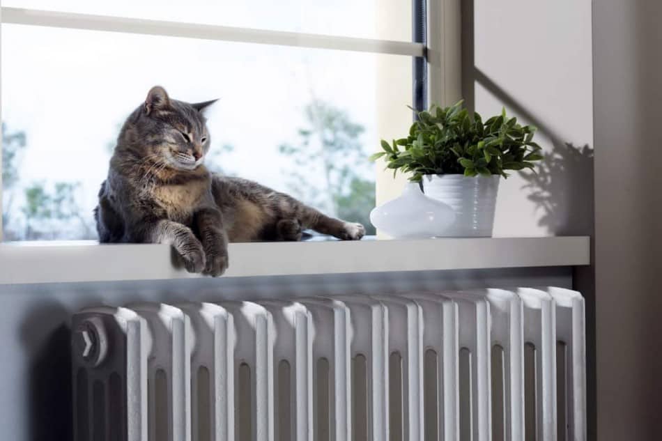 Can You Put A Plant Next To A Radiator? - Indoor Green Guide