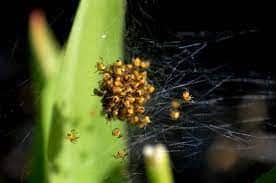 House Plant With Baby Spiders