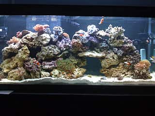 Saltwater Aquarium