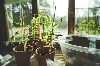 Healthy Indoor Plants