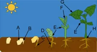 Stages of Plant Growth