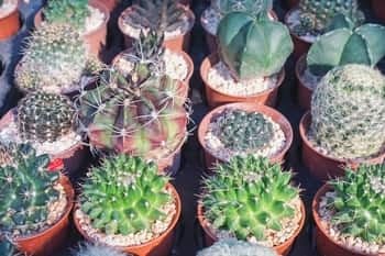 Assorted Indoor Cactus