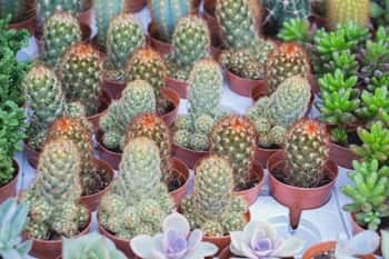 Indoor Cactus