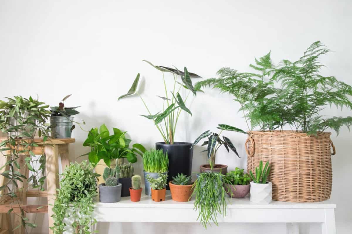 Tips To Revitalize Houseplants And Keep Them Alive In Winter - Indoor ...