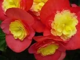 Multi-colored Begonias