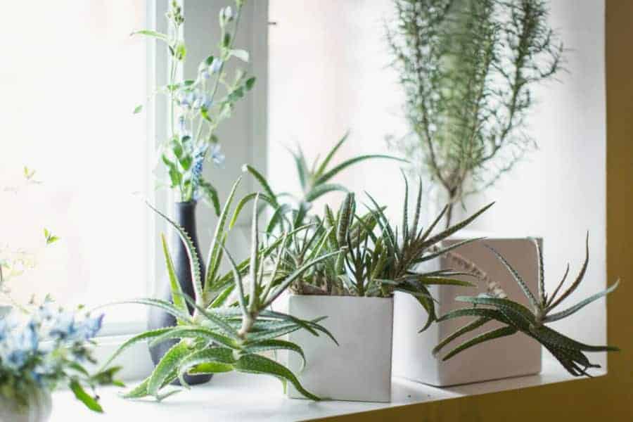 Botanist examining ancient plant roots for remarkable longevity traits