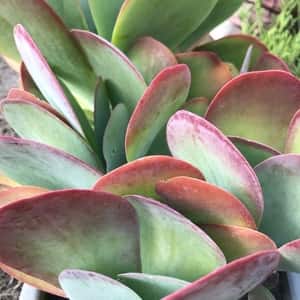 Flapjacks Plant