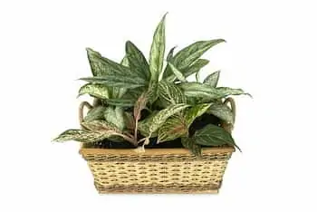 Chinese Evergreen