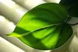 Heart-Leaf Philodendron