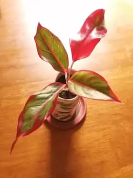 Red Aglaonema