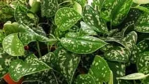 Silver Pothos