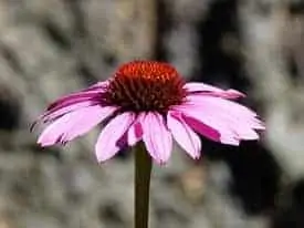 Echinacea-Nature-Cone-Flower