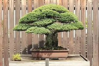 Japanese White Pine Hiroshima Survivor