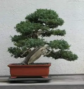 Juniper Bonsai Plant