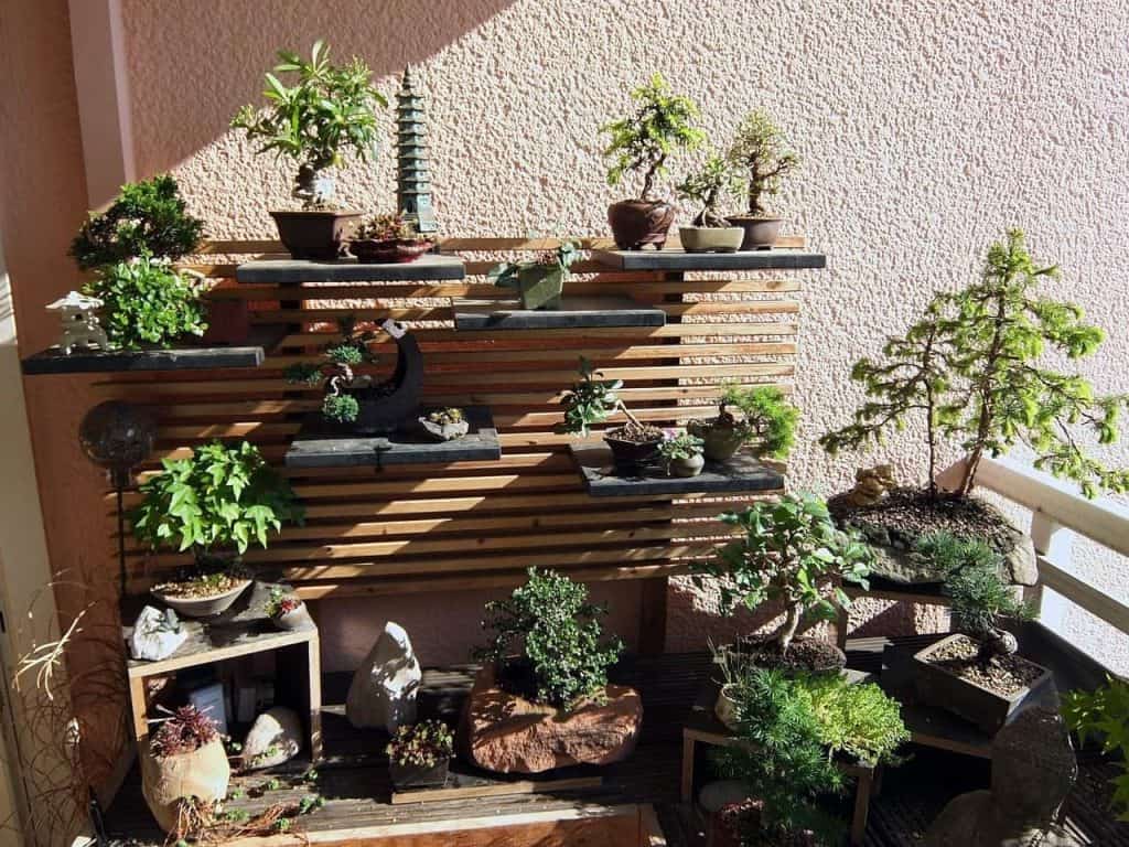 Best Indoor Bonsai Here Are For Both Beginners And Advanced Indoor Green Guide