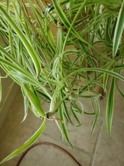 Spider Plant Baby