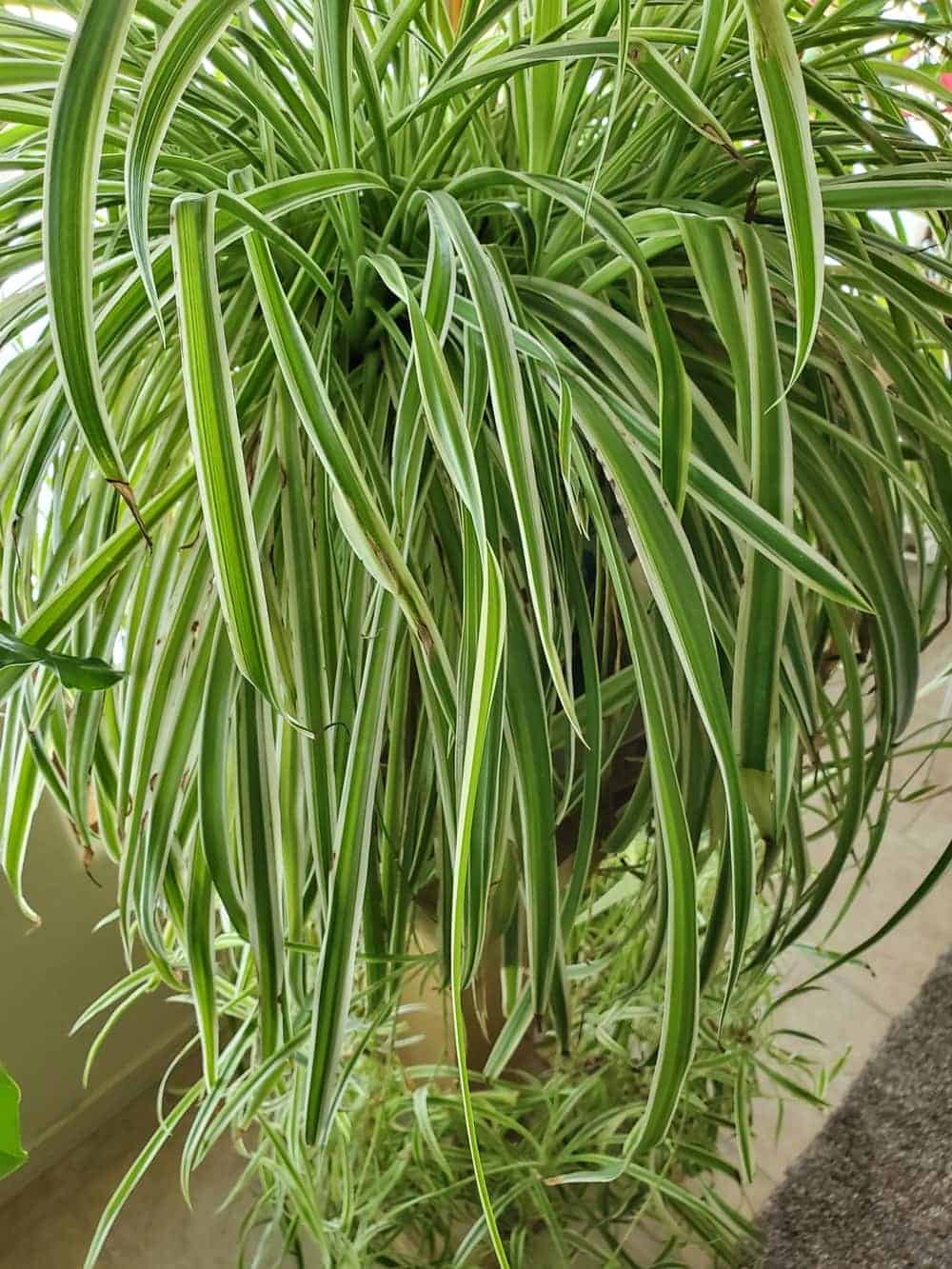 Hanging Collection Bonnie Spider Chlorophytum Comosum Leaf & Linen Variegated Curly Leaves Air Purifying Indoor Houseplant,