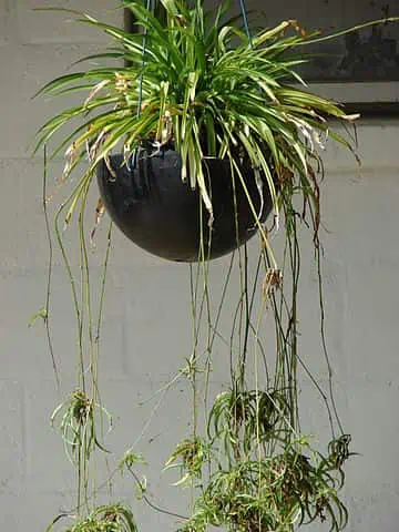 Hanging Spider Plant
