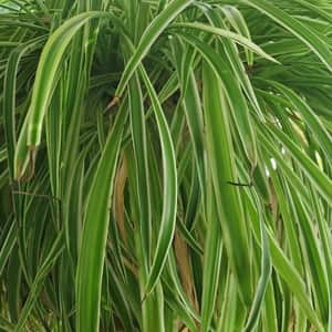 Variegated Spider Plant