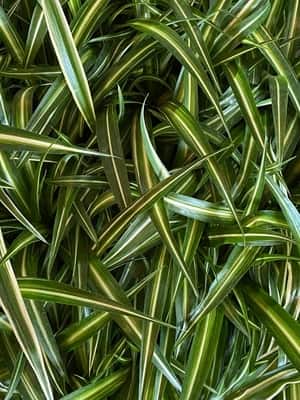 Reverse Variegated Spider Plant