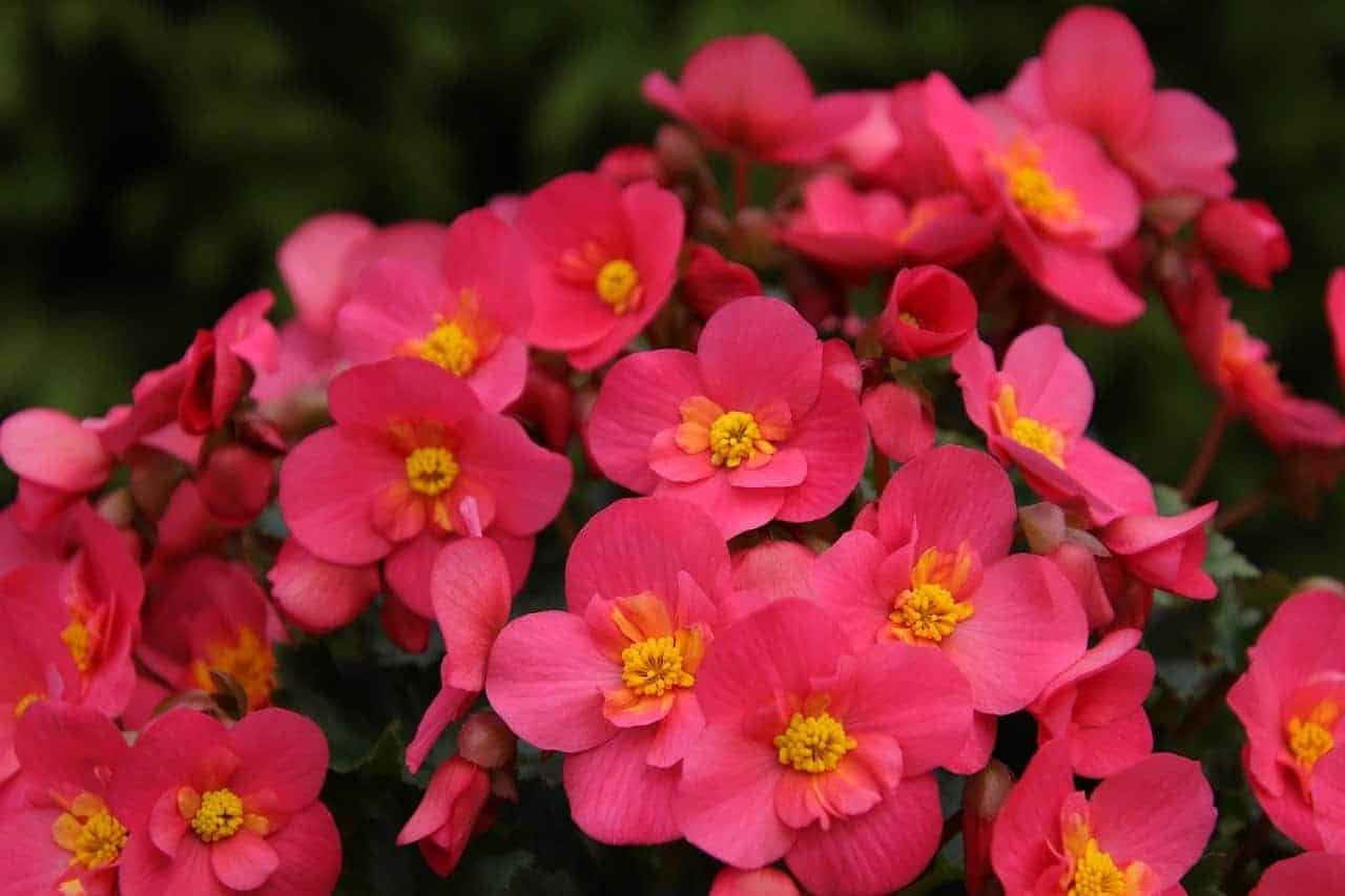 Begonias How To Grow And Care For Them Indoor Green Guide