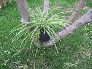 Non Variegated Spider Plant