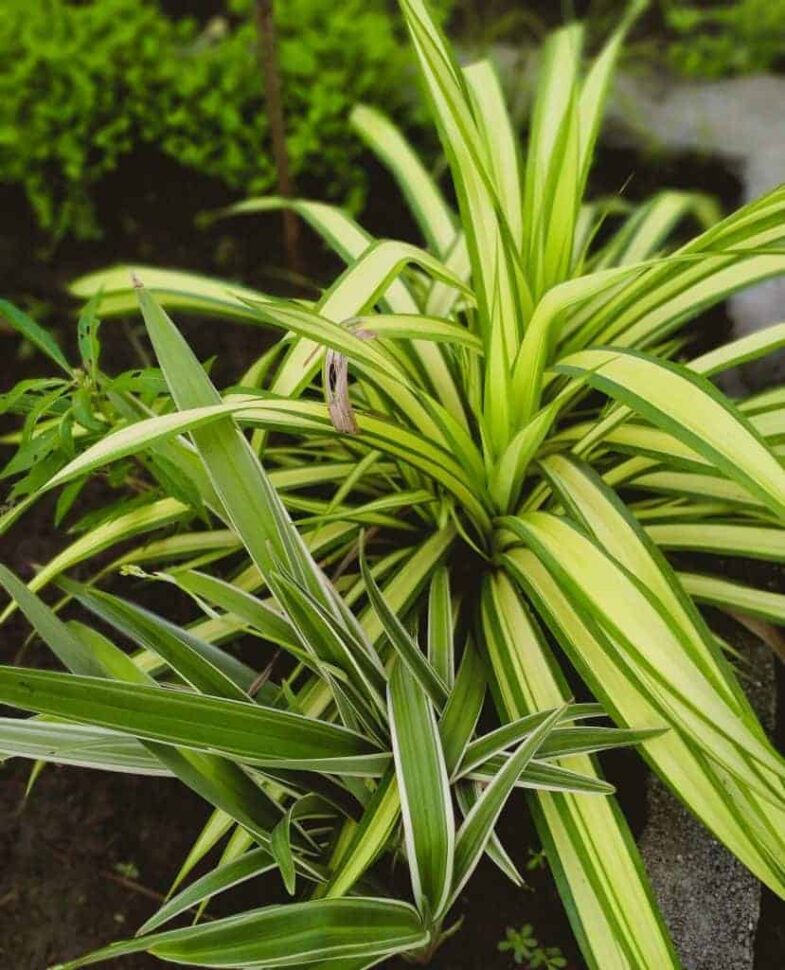 Are Spider Plants Toxic To Cats? Here’s The Truth Indoor Green Guide