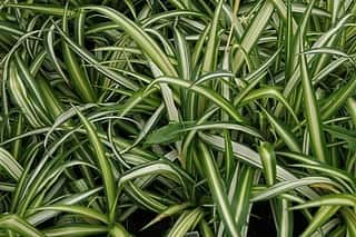 8 Spider Plant Varieties You Can Grow Indoors