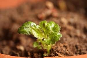 Begonia From Seed