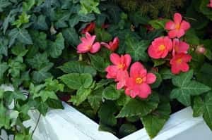 Begonias in a Pot