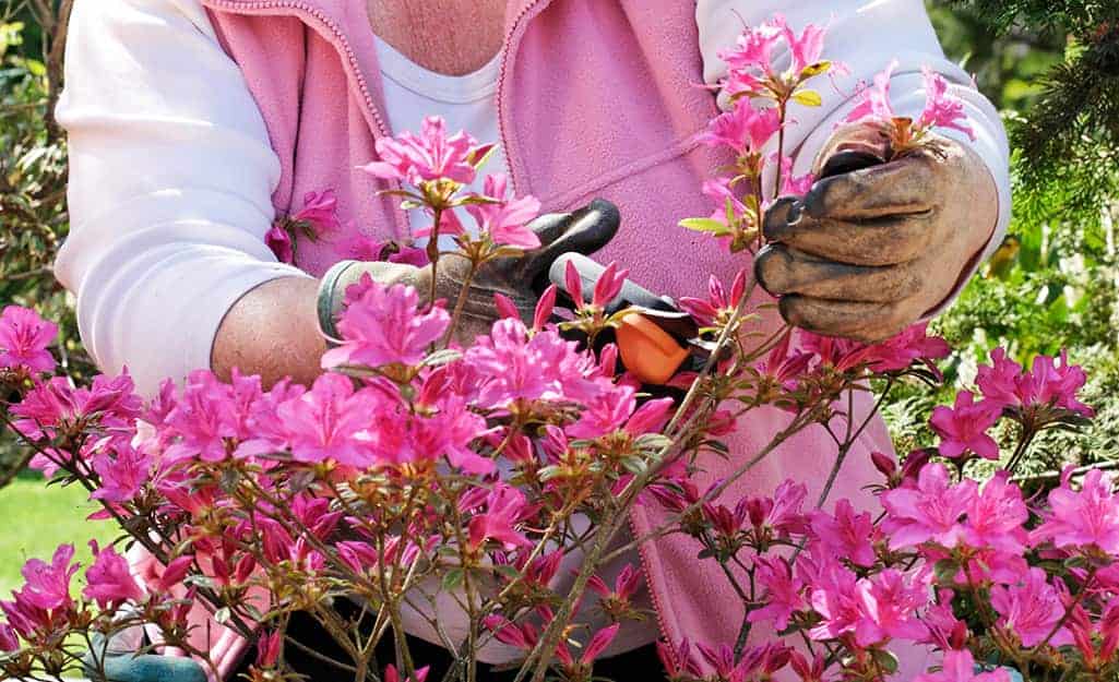 How To Prune Begonias (3 Steps To Do It The Right Way) - Indoor Green Guide