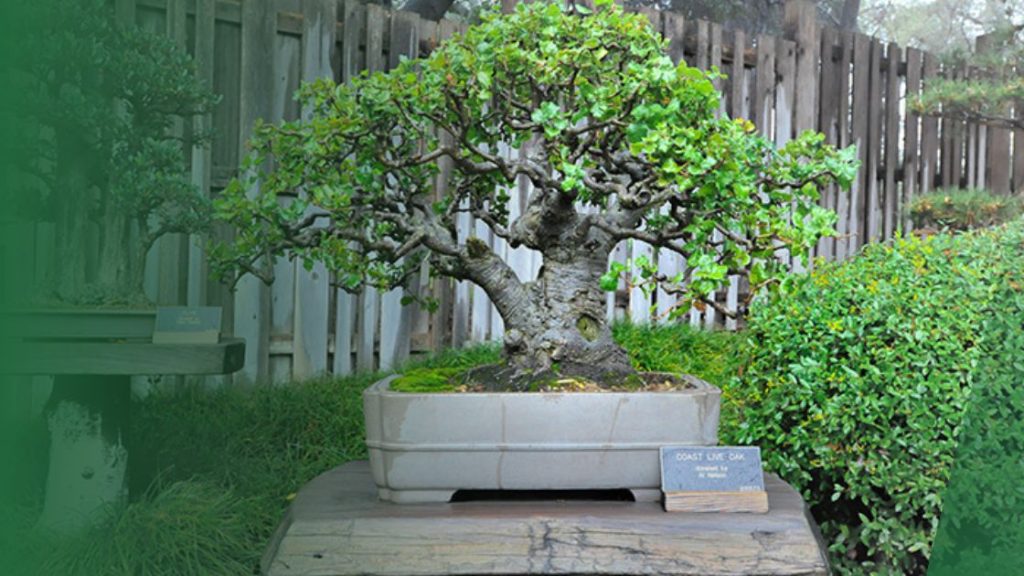How To Bonsai An Oak Tree Guide Indoor Green Guide