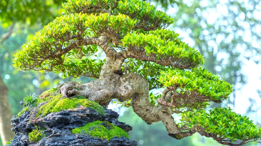 How to Bonsai an Oak Tree