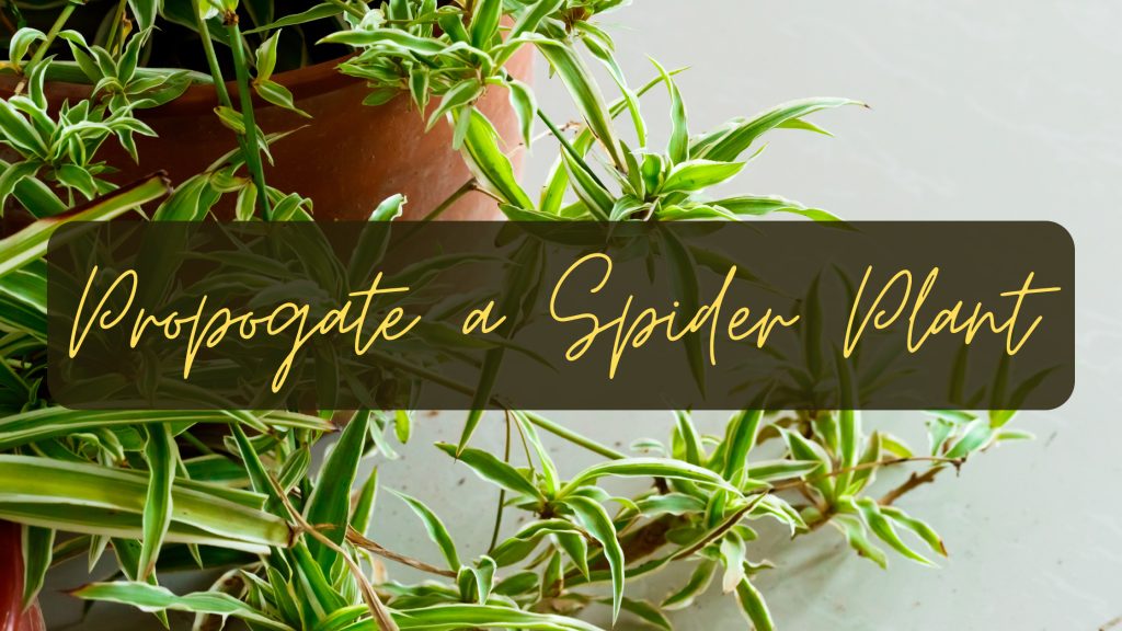 how to get your spider plants to make babies