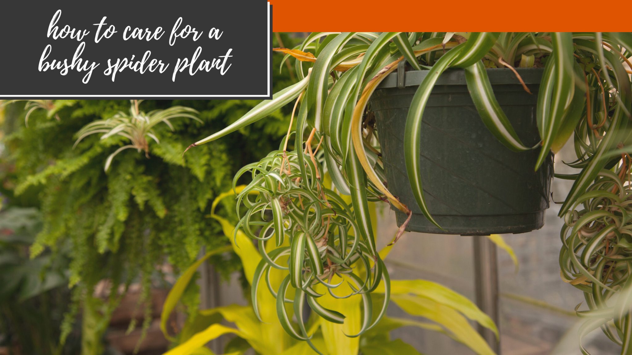 How Do I Make My Spider Plant Bushy? Indoor Green Guide