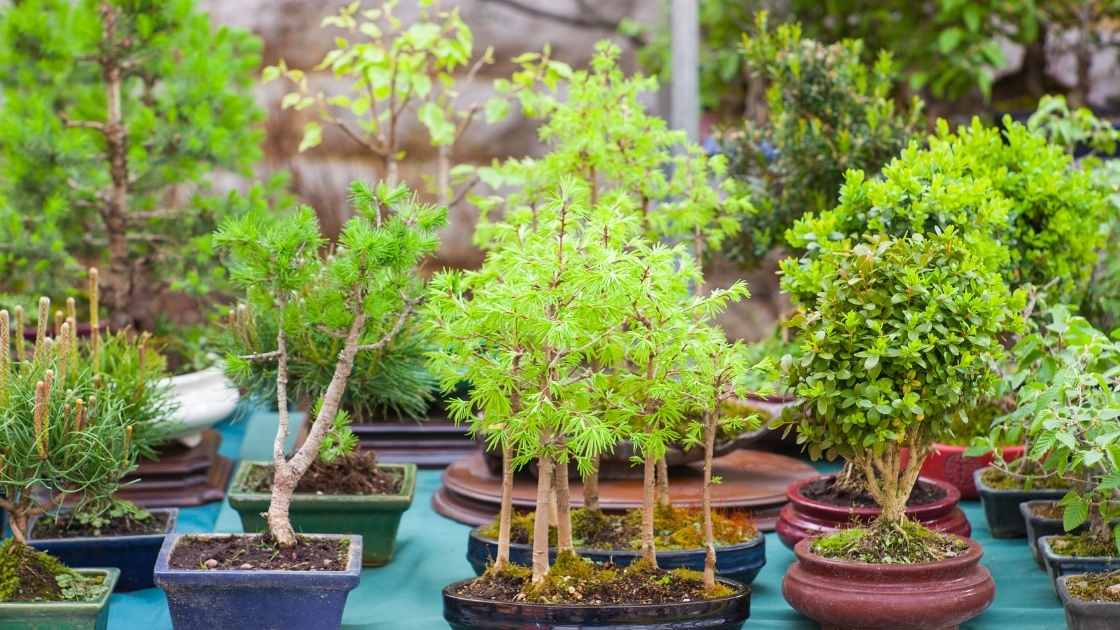 Why Is My Bonsai Growing Big Leaves? Indoor Green Guide