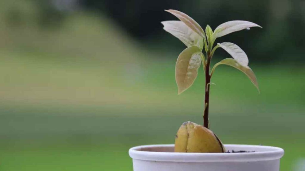 Can I Bonsai an Avocado Tree