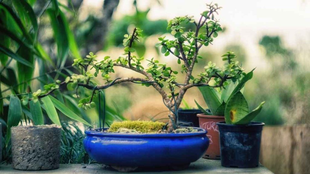 Is My Bonsai Tree Healthy?
