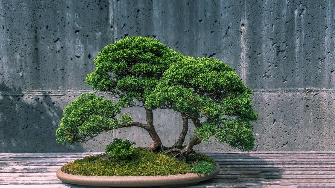 Why Is My Bonsai Growing Big Leaves? Indoor Green Guide