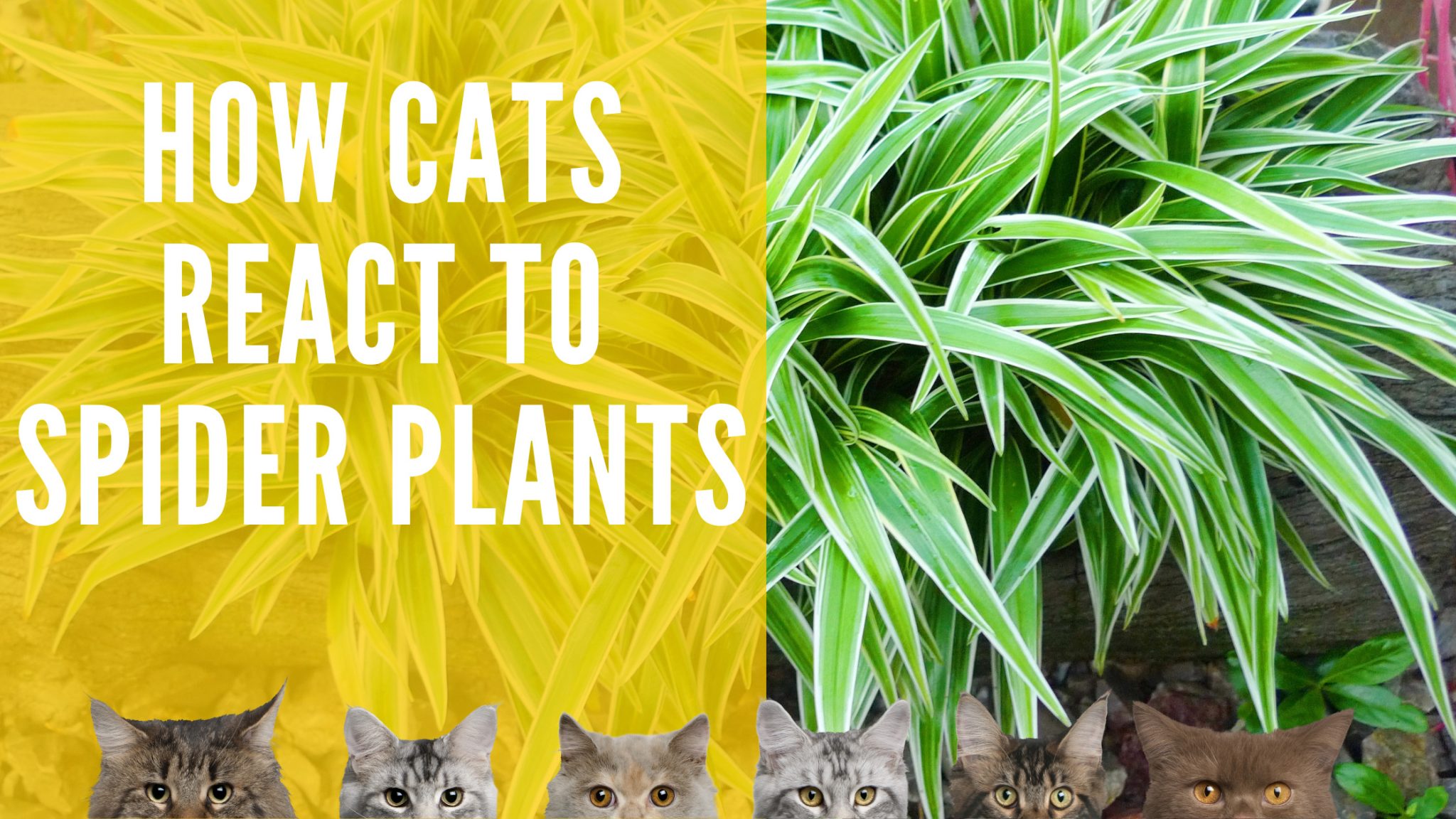 Are Spider Plants Toxic To Cats? Indoor Green Guide