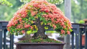 bonsai tree 