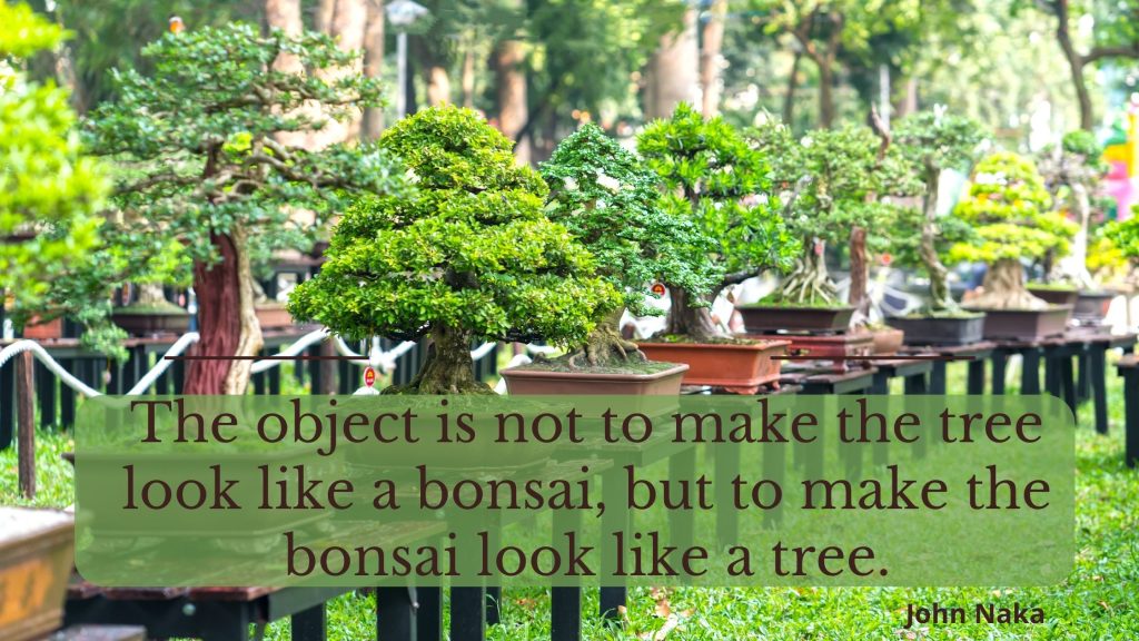 what does a Bonsai tree symbolize
