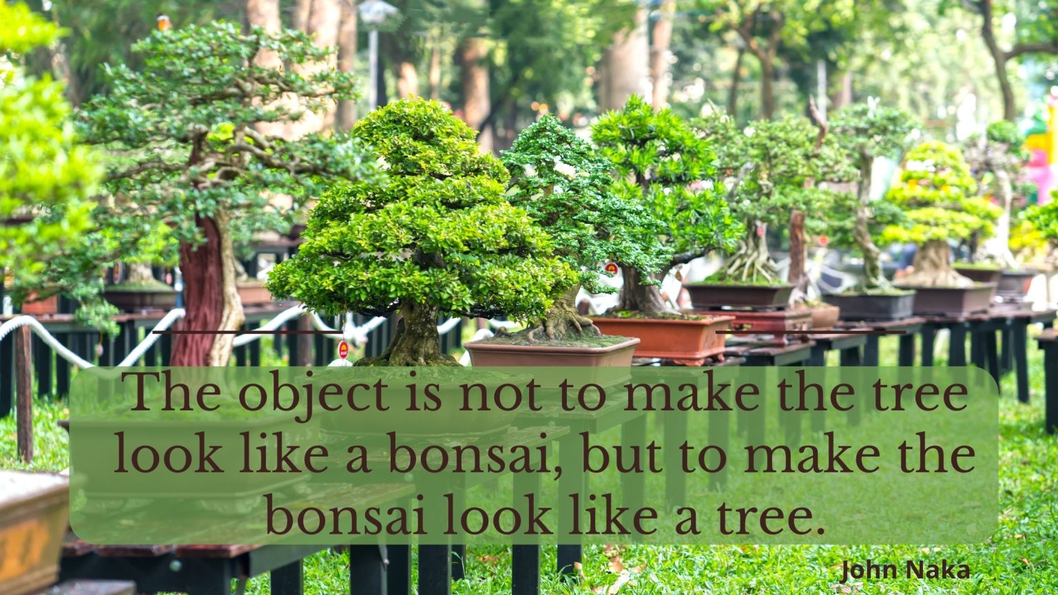 What Does A Bonsai Tree Symbolize? Indoor Green Guide