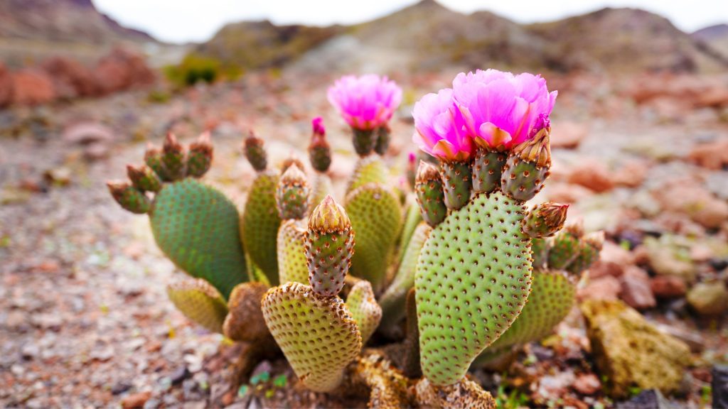 Are Prickly Pear Cactus Easy to Grow?