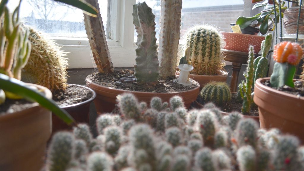 Amazing Varieties of Indoor Cacti